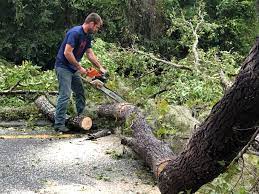 How Our Tree Care Process Works  in  Holloman Af, NM